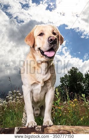 Yellow Labrador Retriever On Green Forest Meadow