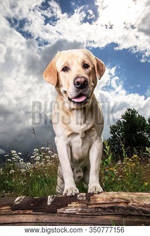 Yellow Labrador Retriever On Green Forest Meadow