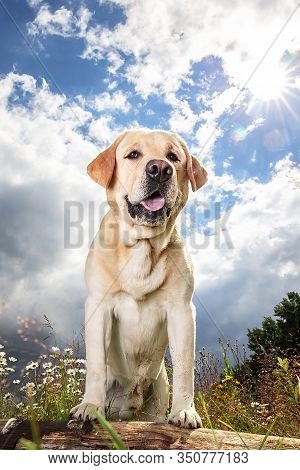 Yellow Labrador Retriever On Green Forest Meadow