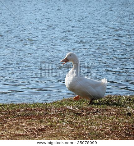 Witte moeder eend