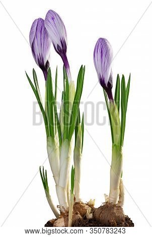 Wonderful Violet Crocuses (magnoliopsida) Isolated On White Background, Including Clipping Path.