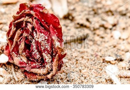 Close Up Of Dead Rose, Red In Color, All Dried Up And Lying On The Beach, With Dry Petals Covered In