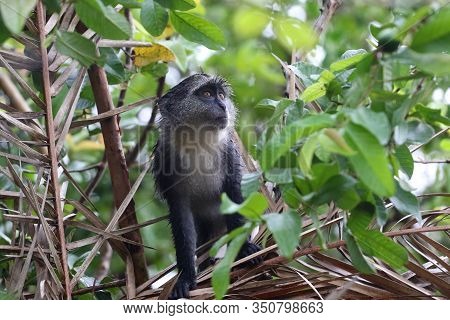 Wet Blue Monkey Cercopithecus Mitis In Jozani Rainforest Zanzibar