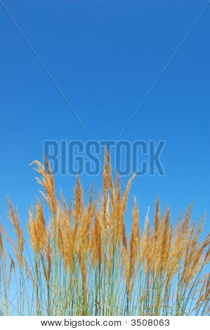 Reed Bush
