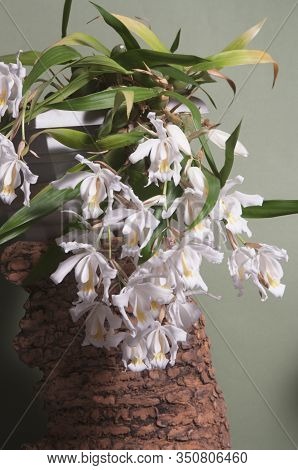 Flowers Of Coelogyne Cristata Orchid, Close Up Shot
