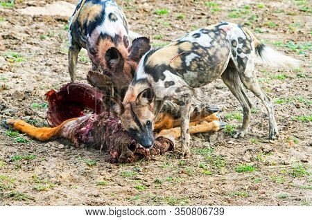 Wild Dogs (painted Dogs) - Lycaon Pictus Feeding On A Recent Puku Kill.  The Dogs Are Ferocious Kill