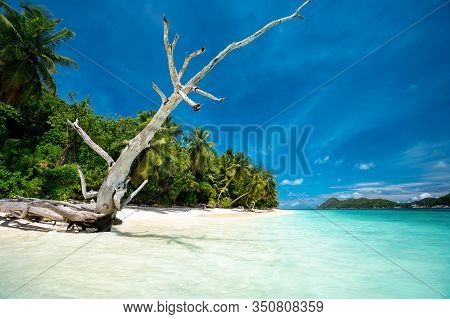 Surreal View With Dry Tree Trunk On Sandy Beach With Palm Trees And Blue Lagoon And Sky
