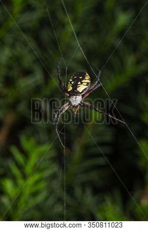 Orb-weaver Garden Spider Hanging On A Web