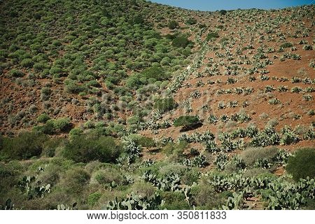 Opuntia Or Prickly Pear Cactus Which Is An Invasive Species Growing In The Wild In Late Afternoon Se