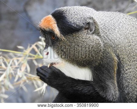 De Brazza's Monkey Eating Seeds
