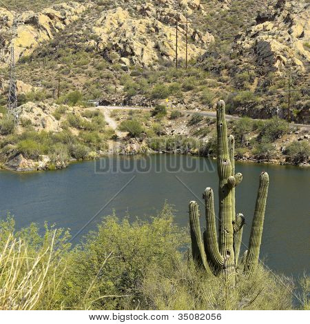 Carnegiea gigantea, Schlucht See, arizona