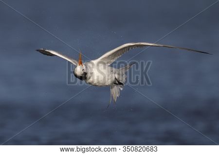 Royal Tern (thalasseus Maximus) Performing A Barrel Roll To Shake Off Exess Water After A Dive - Jek