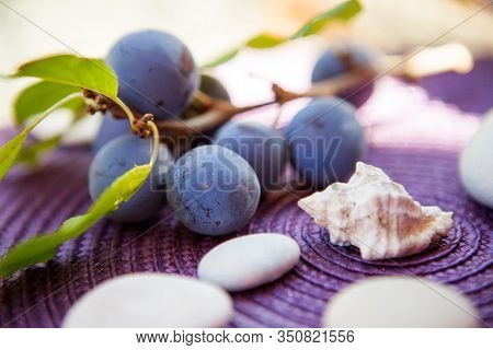 Prunus Domestica - Plums On A Tree. Dark Tasty Plums On A Green Branch Behind Sunlight. European Plu