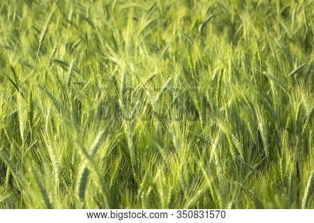 Close Up Of Green Ears Of Triticale