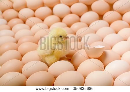 Image Of A Large Group Of Chicken Eggs And One Newborn Chicken Among It.