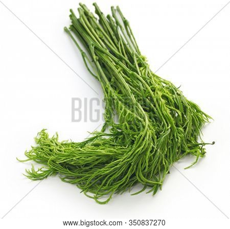 cha om , thai acasia leaves isolated on white background