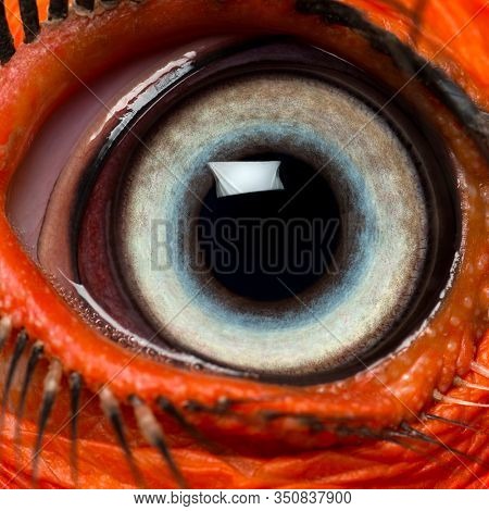 Close-up of a Southern Ground Hornbill's eye, Bucorvus leadbeateri