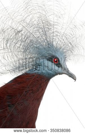 Southern Crowned Pigeon, Goura scheepmakeri, in front of white background