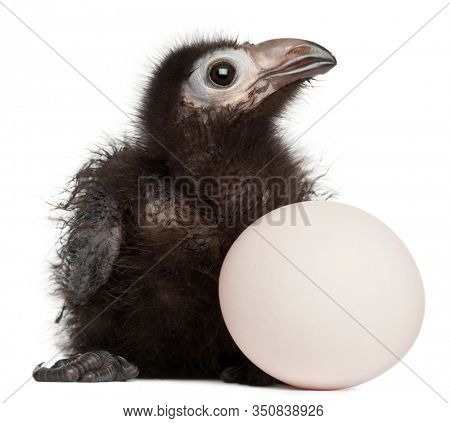 Ross's Turaco, Musophaga rossae, with his hatched egg, 1 week old, in front of white background