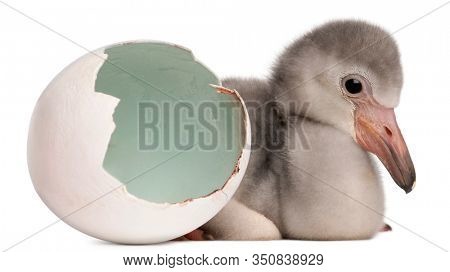 Greater Flamingo with hatched egg, Phoenicopterus roseus, 4 days old, in frong of white background