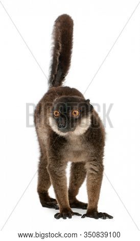 White-collared lemur, Eulemur albocollaris, 7years old, in front of white background