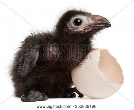 Ross's Turaco, Musophaga rossae, with his hatched egg, 1 week old, in front of white background