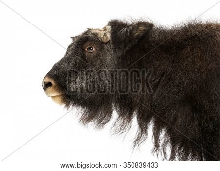 Close-up of a Young Muskox profile, Ovibos moschatus, 1 year old, isolated on white