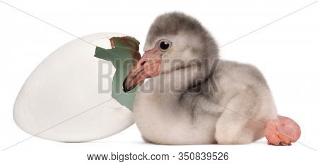 Greater Flamingo with hatched egg, Phoenicopterus roseus, 4 days old, in frong of white background
