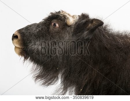 Young Muskox, Ovibos moschatus, isolated on white