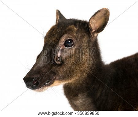 Close-up of a Visayan spotted deer, Rusa alfredi, isolated on white