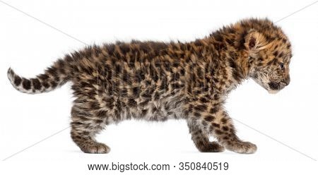 Amur leopard cub walking, Panthera pardus orientalis, 6 weeks old, in front of white background
