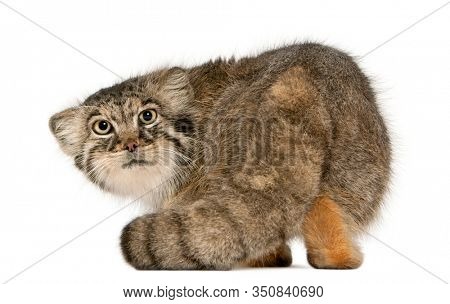 Pallas's cat, Otocolobus manul, 11 years old, in front of white background
