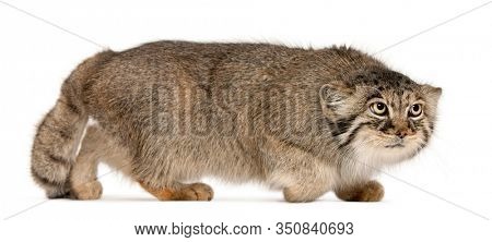 Pallas's cat, Otocolobus manul, 11 years old, in front of white background