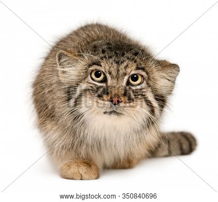 Pallas's cat, Otocolobus manul, 11 years old, in front of white background