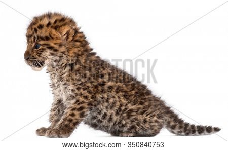Amur leopard cub, Panthera pardus orientalis, 6 weeks old, in front of white background
