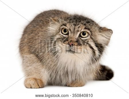 Pallas's cat, Otocolobus manul, 11 years old, in front of white background