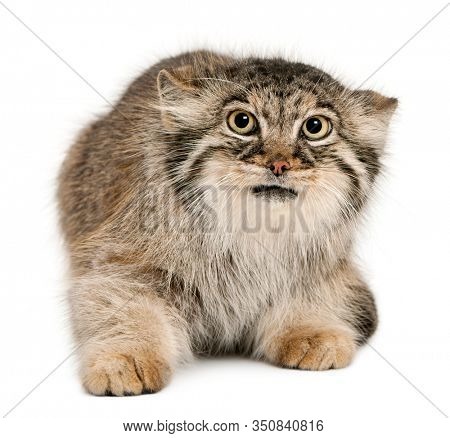 Pallas's cat, Otocolobus manul, 11 years old, in front of white background