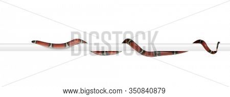 Sinaloan milk snake, Lampropeltis triangulum sinaloae, in front of white background