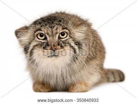 Pallas's cat, Otocolobus manul, 11 years old, in front of white background