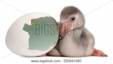 Greater Flamingo with hatched egg, Phoenicopterus roseus, 4 days old, in frong of white background