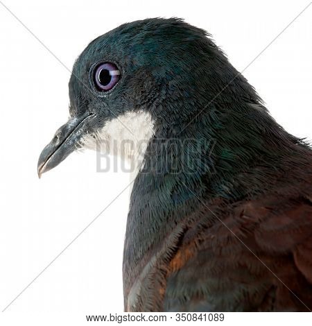 Close-up of Mindanao Bleeding-heart, Gallicolumba crinigera, adult, in front of white image