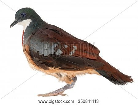 Mindanao Bleeding-heart, Gallicolumba crinigera, adult, in front of white image