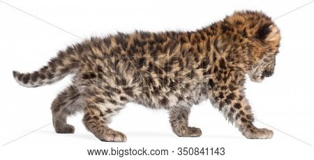 Amur leopard cub walking, Panthera pardus orientalis, 6 weeks old, in front of white background