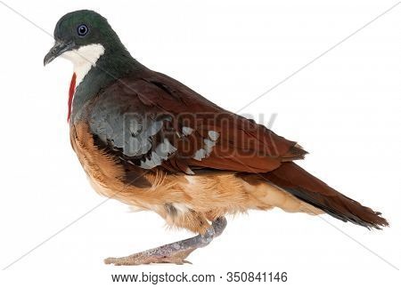 Mindanao Bleeding-heart, Gallicolumba crinigera, adult, in front of white image