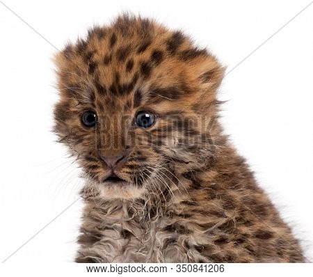 Amur leopard cub, Panthera pardus orientalis, 6 weeks old, in front of white background