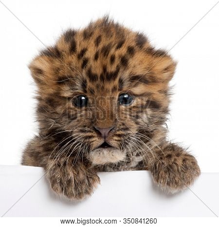 Close-up of Amur leopard cub, Panthera pardus orientalis, 6 weeks old, in front of white background