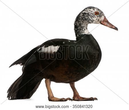 White-winged Wood Duck, Asarcornis scutulata, in front of white background
