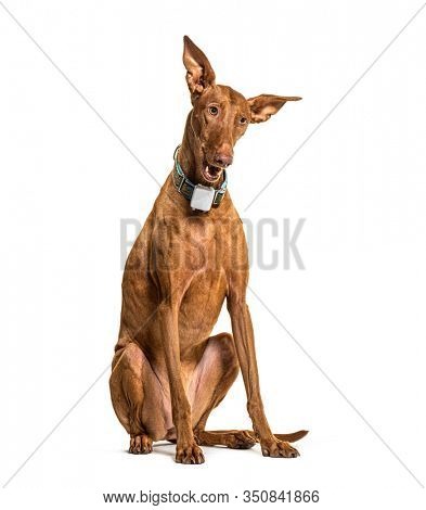 Sitting Podenco wearing a collar, isolated on white