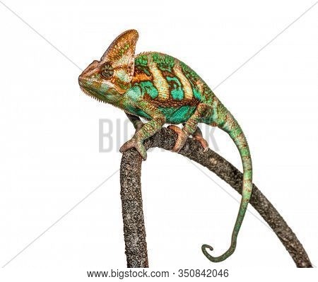 veiled chameleon, Chamaeleo calyptratus, isolated on white