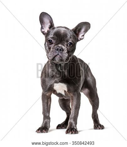 Frensh Bulldog, isolated on white